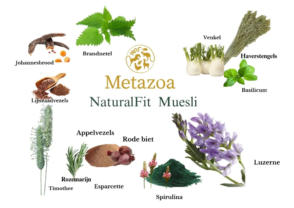 Muesli met rozemarijn.webp