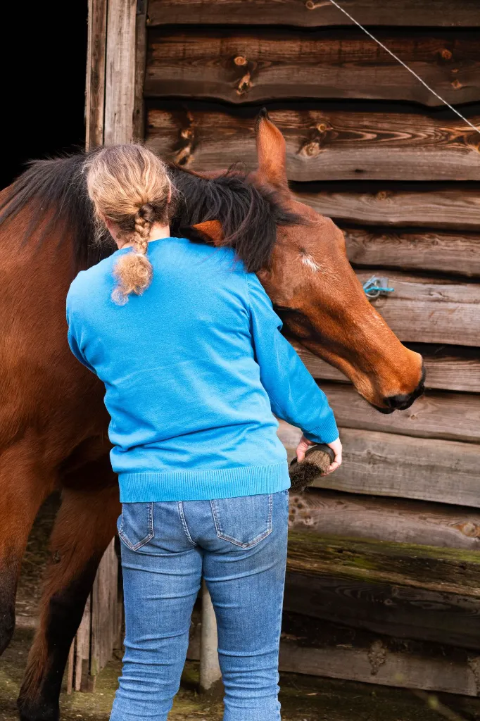 paarden-3.webp