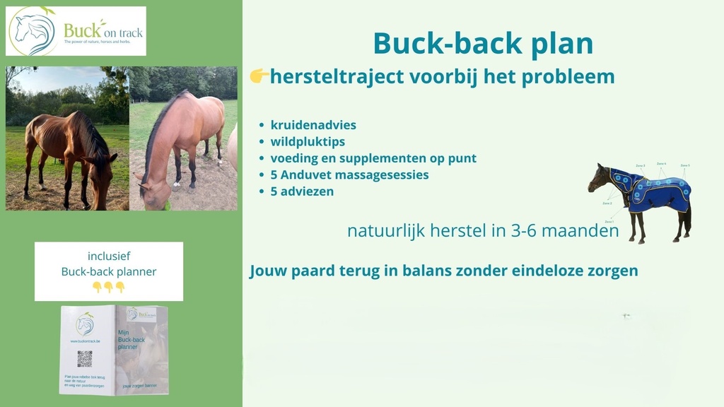 Buck back plan.webp