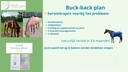 Buck back plan.webp